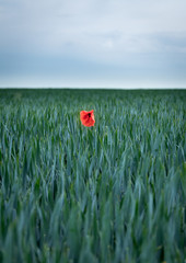 Lonely poppy in a field of grain.
Grain has a blue-green tint that gives a beautiful contrast with the poppy red.