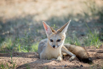 Cape fox laying down in the sand.