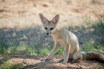 Cape fox sitting down in the sand.