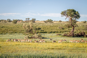 Fototapeta na wymiar Herd of Springsboks standing in the grass.