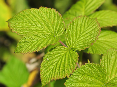 Relief leaves of raspberry. Shallow depth of field