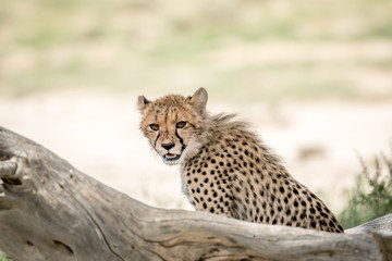 Young Cheetah looking around in the Kalagadi.