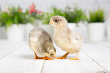 nestling chick. farm chicken.baby