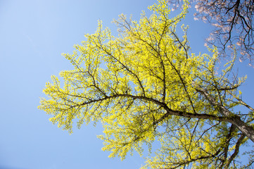 yellow branch © Krystian Bachorz