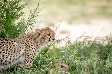 Two Cheetahs in the high grasses.