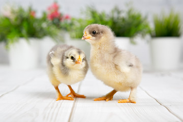 nestling chick. farm chicken.baby