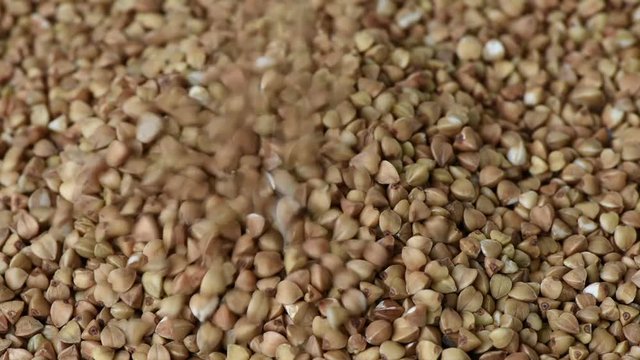Buckwheat grains are slowly pouring onto a plate of video footage close up