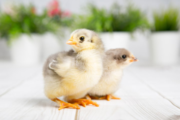 nestling chick. farm chicken.baby