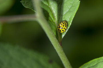 Zweiundzwanzigpunkt Marienkäfer
