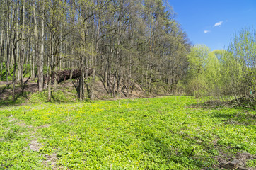 Fototapeta na wymiar Meadow in the valley of the stream in spring.