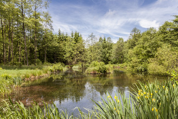 Fototapeta na wymiar Teich im Zinsetal bei Röspe