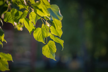 Birch branch in summer
