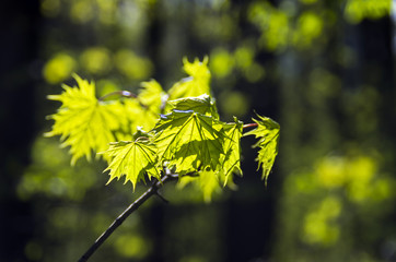 Recently bloomed maple leaves in the backlight.
