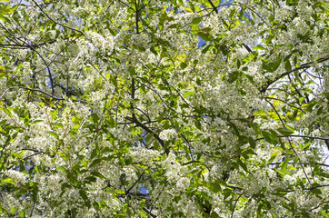 Fototapeta premium Blooming bird cherry
