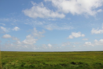 Fototapeta premium field to dream