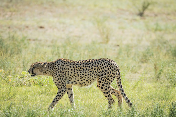 Cheetah walking in the grass in Kalagadi.
