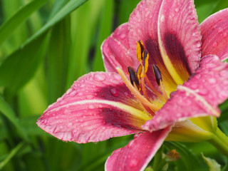 Fototapeta premium Close up of pink lily flower with raindrops.