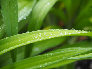 Close up of green leaves with raindrops.