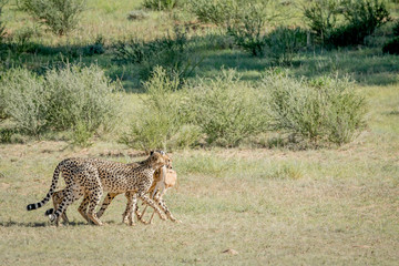 Three Cheetahs on a Springbok kill.
