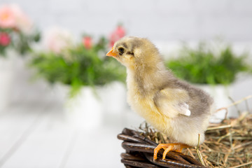 nestling chick. farm chicken.baby