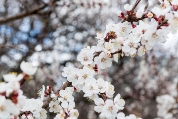 Blossoming spring tree of cherry. Season of cherry blossom.