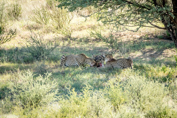Three Cheetahs on a Springbok kill.