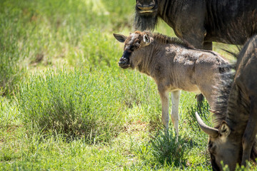 Naklejka na ściany i meble Young Blue wildebeest calf in between the herd.