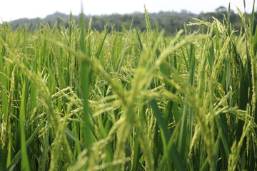 Agriculture of indonesia, agriculture of asian, Rice fields, Fields of wheat, Paddy fields, indonesia | Asian