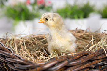 nestling chick. farm chicken.baby