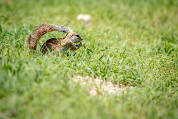 Ground squirrel eating grass in Kalagadi.