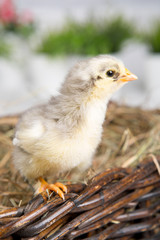nestling chick. farm chicken.baby