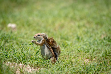 Ground squirrel eating grass in Kalagadi.