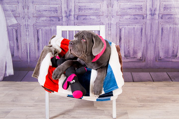Puppy Neapolitana mastino lying on the sofa. Dog handlers training dogs since childhood.