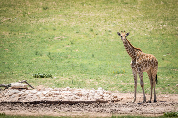 Naklejka na ściany i meble Young Giraffe standing at a waterhole.