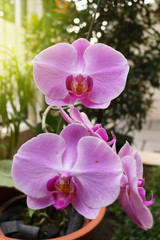 Orchid flower, flower of indonesia, plant of indonesia, flower of asian, indonesia | Asian