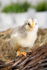 nestling chick. farm chicken.baby
