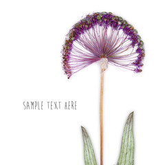 Pressed and dried flowers background