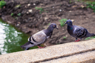 タイ・バンコク・ルンピニパーク・鳩