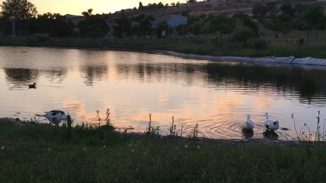 Aşık Veysel Rekreasyon Alanı G&ouml;leti ve &Ouml;rdekler Bornova, Izmir Sunset