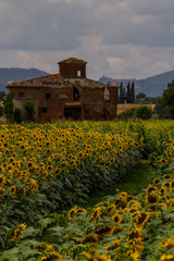 Former Glory- An old, abandoned farmhouse sits amid a vibrant filed of sunflowers on a sunny day.