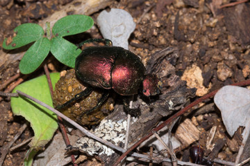 Plum Dung Beetle (Anachalcos convexus) sitting on a dung ball, Kruger National Park, South Africa