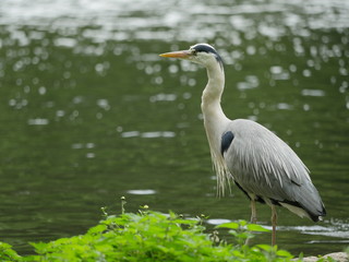 Héron cendré, St James's Park, Londres