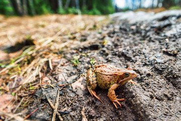 Closeup image of brown frog sitting in mud in russian forest.