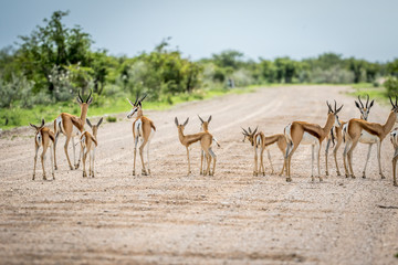 Fototapeta na wymiar Herd of Springboks standing on the road.