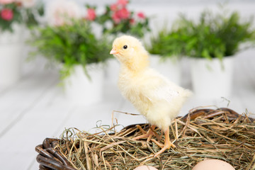 nestling chick. farm chicken.baby