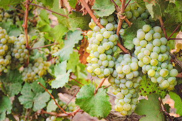 View of vineyard row with bunches of ripe white wine grapes at sunset. Selective focus.