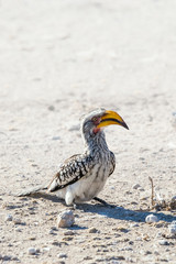 Southern Yellow-billed Hornbill (Tockus leucomelas) standing in the ground. Etosha national park, Namibia.