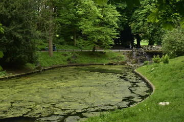 Nénuphars et micro-organismes dans l'étang près du pont rustique au parc Josaphat à Schaerbeek 
