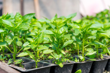 Growing peppers in greenhouses, agricultural business, pepper sprout