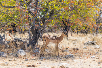 Black-faced impala deer standing under large tree in autumn african bush. Etosha national park, Namibia